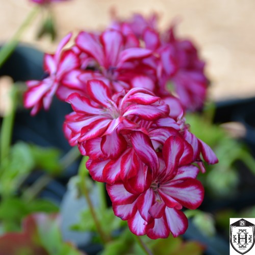 Pelargonium 'Ivy Arctic Burgundy' - Pelargoon 'Ivy Arctic Burgundy' P9/0,55L